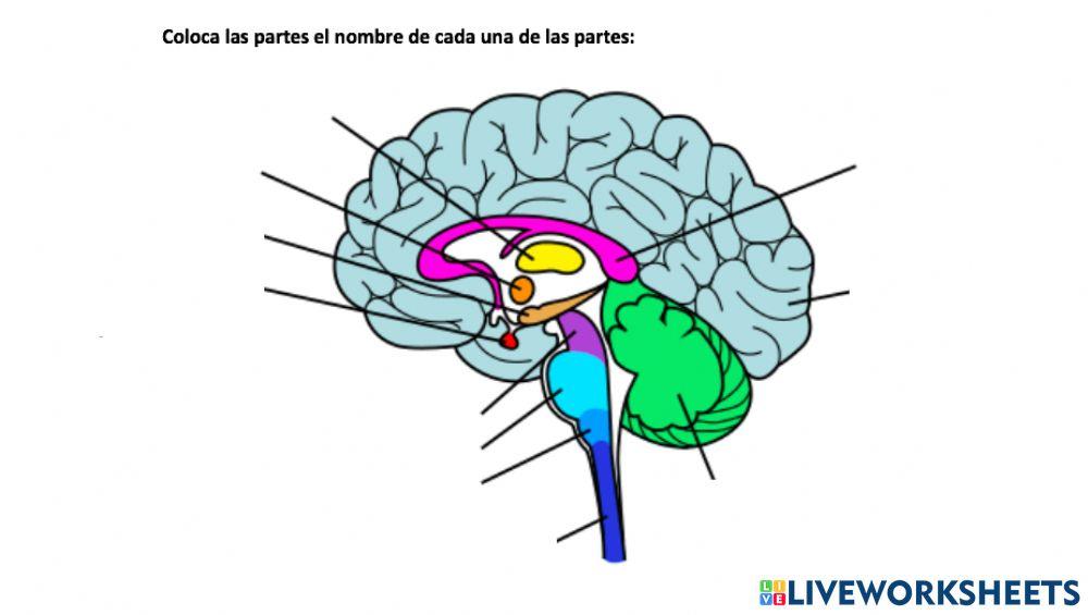 Partes del cerebro