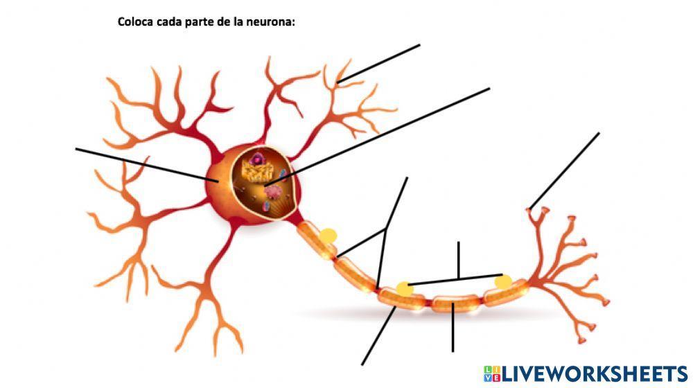 Partes de la neurona