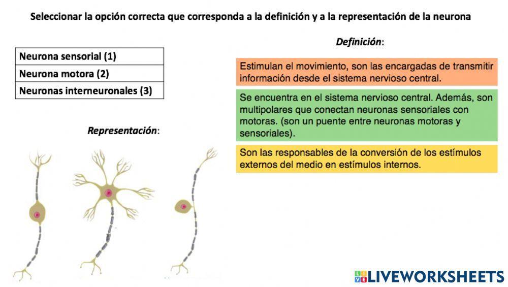 Tipos de neuronas