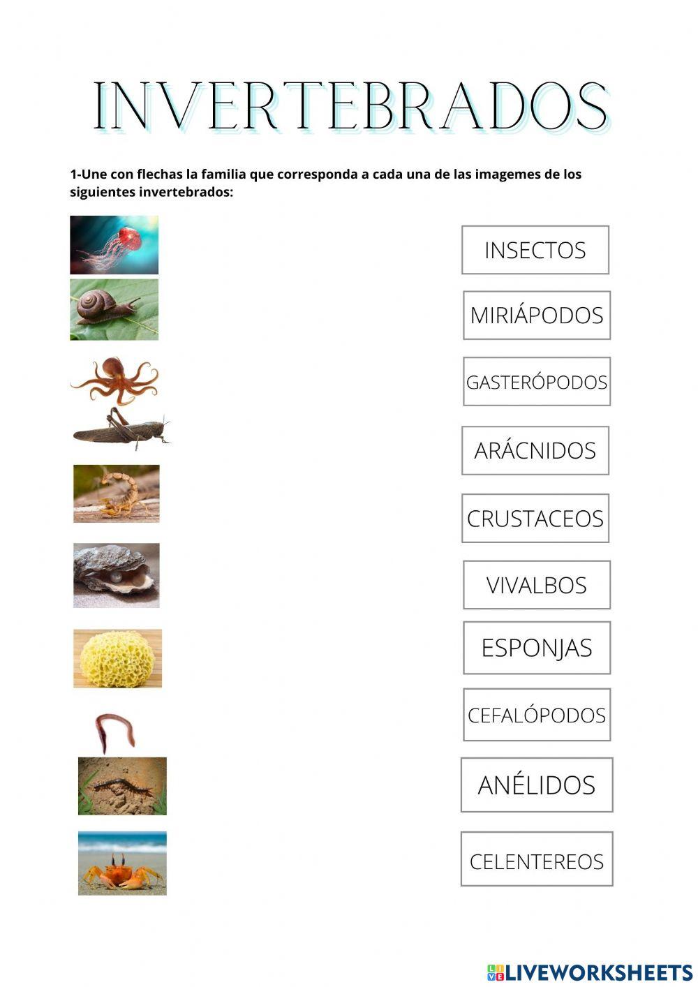 Invertebrados 4º
