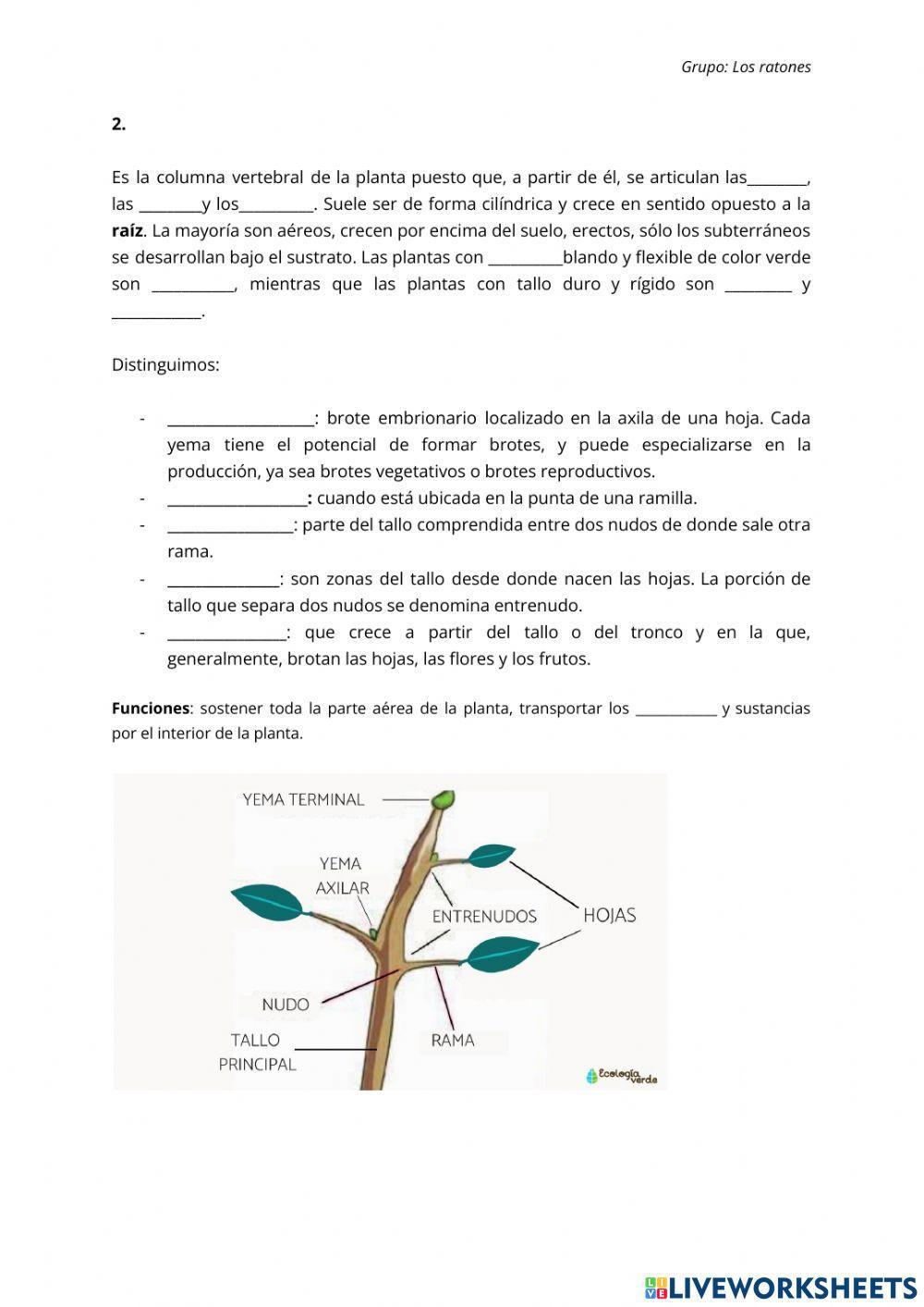 Partes de una planta