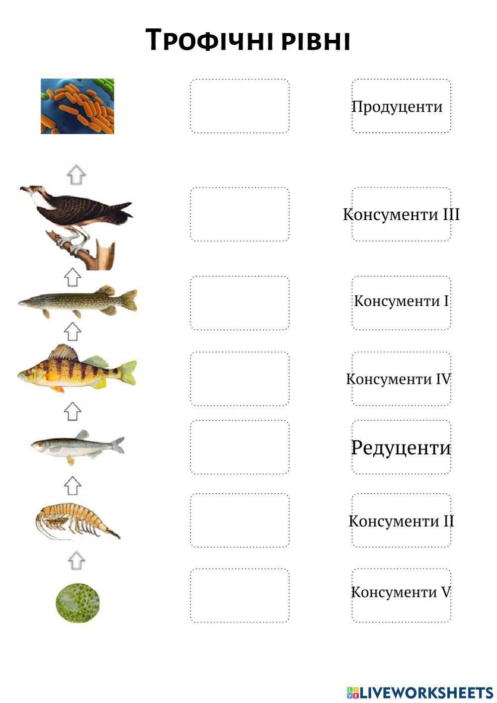 Трофічні рівні worksheet | Live Worksheets