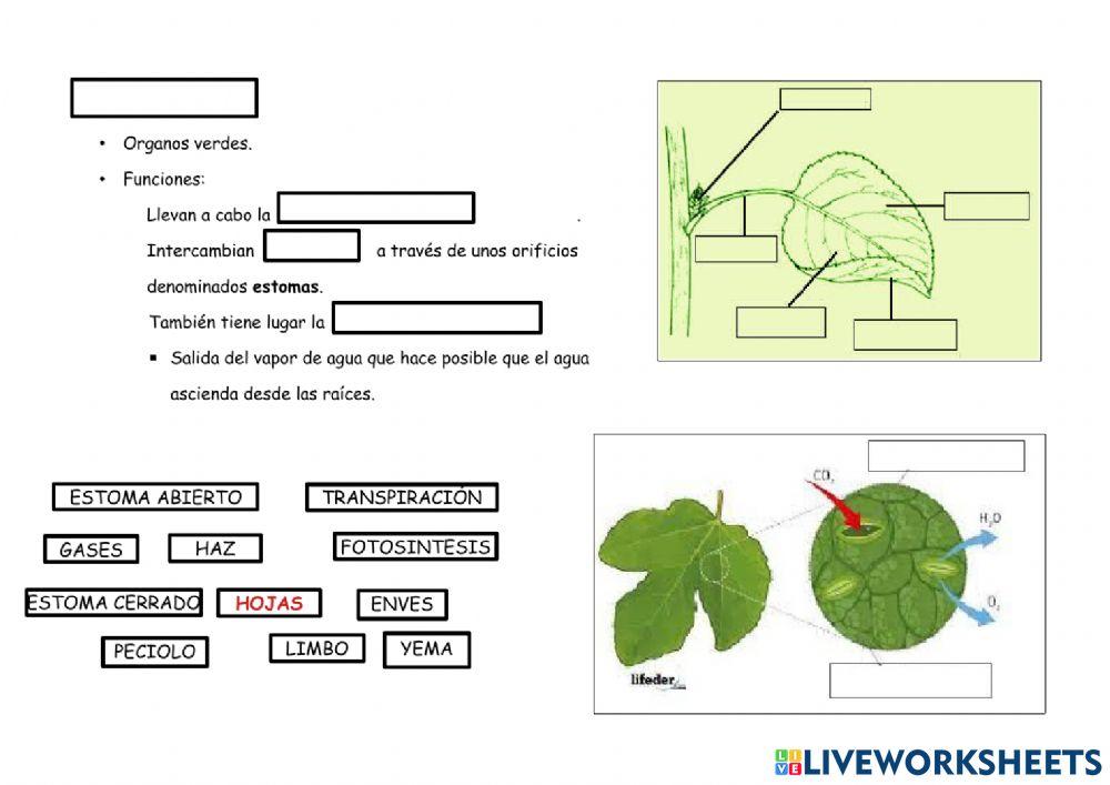 Organos vegetativos: HOJAS
