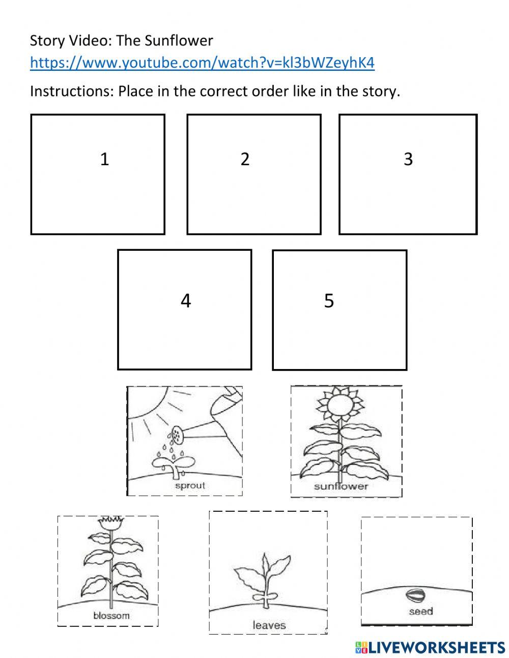 The Sunflower Sequence of Events-Growth