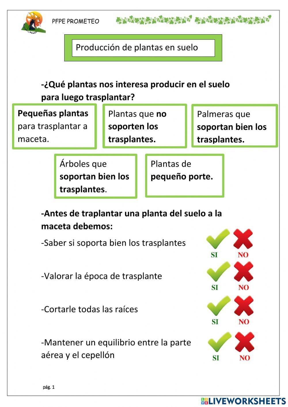 Producción en suelo