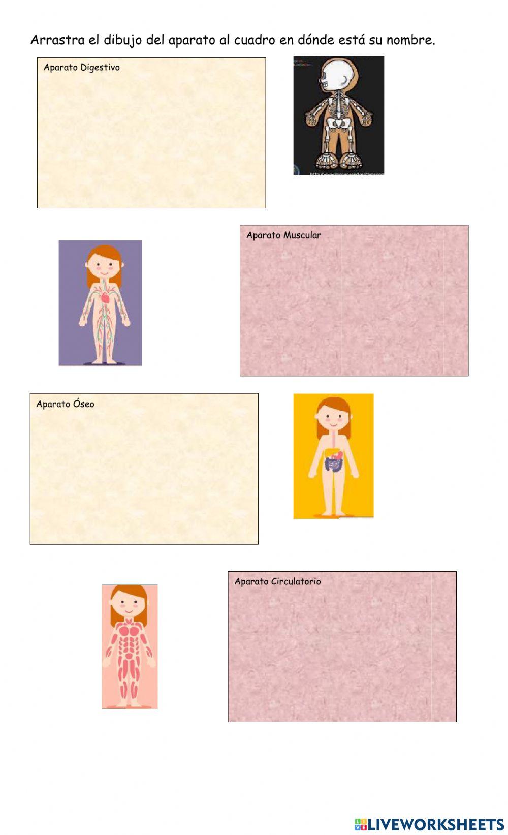 Aparatos del cuerpo humano