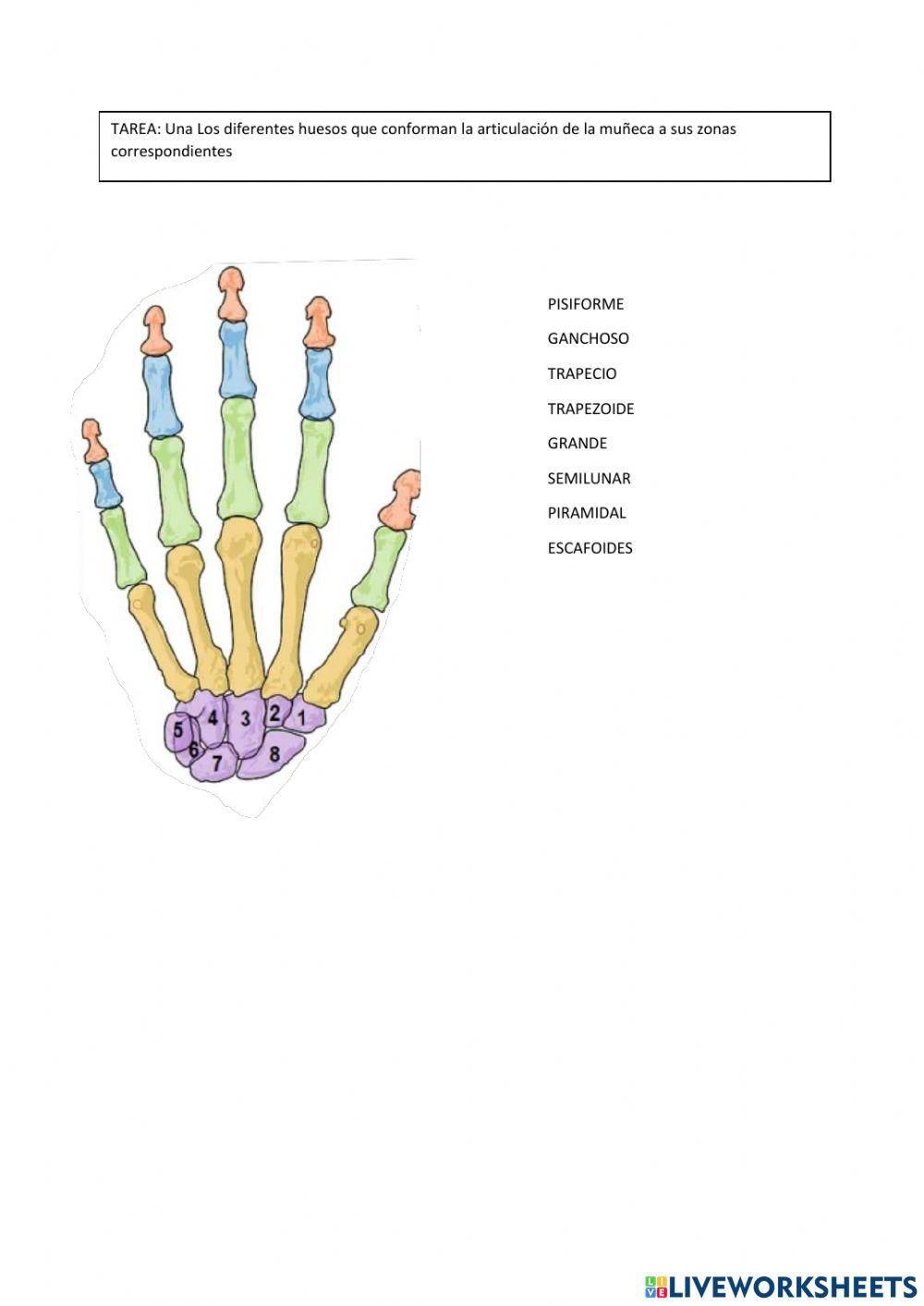 Ficha interactiva ala articulación de la muñeca