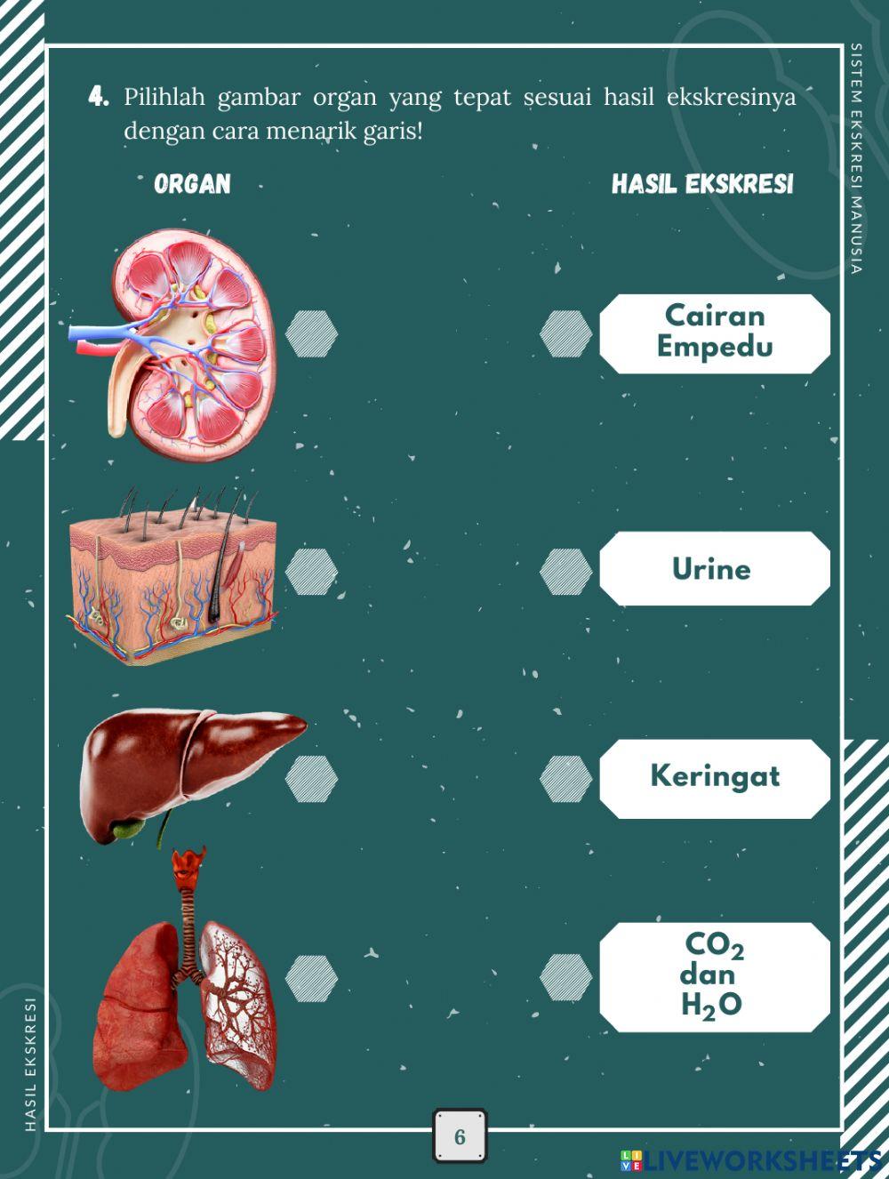 LKPD Elektronik Berbasis Inkuiri Terbimbing Materi Sistem Ekskresi Manusia 1