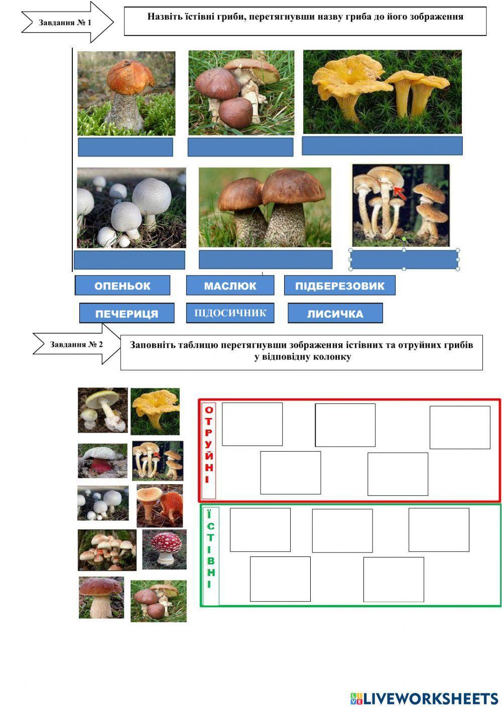 Практична робота № 5 Розпізнавання їстівних та отруйних грибів своєї місцевості