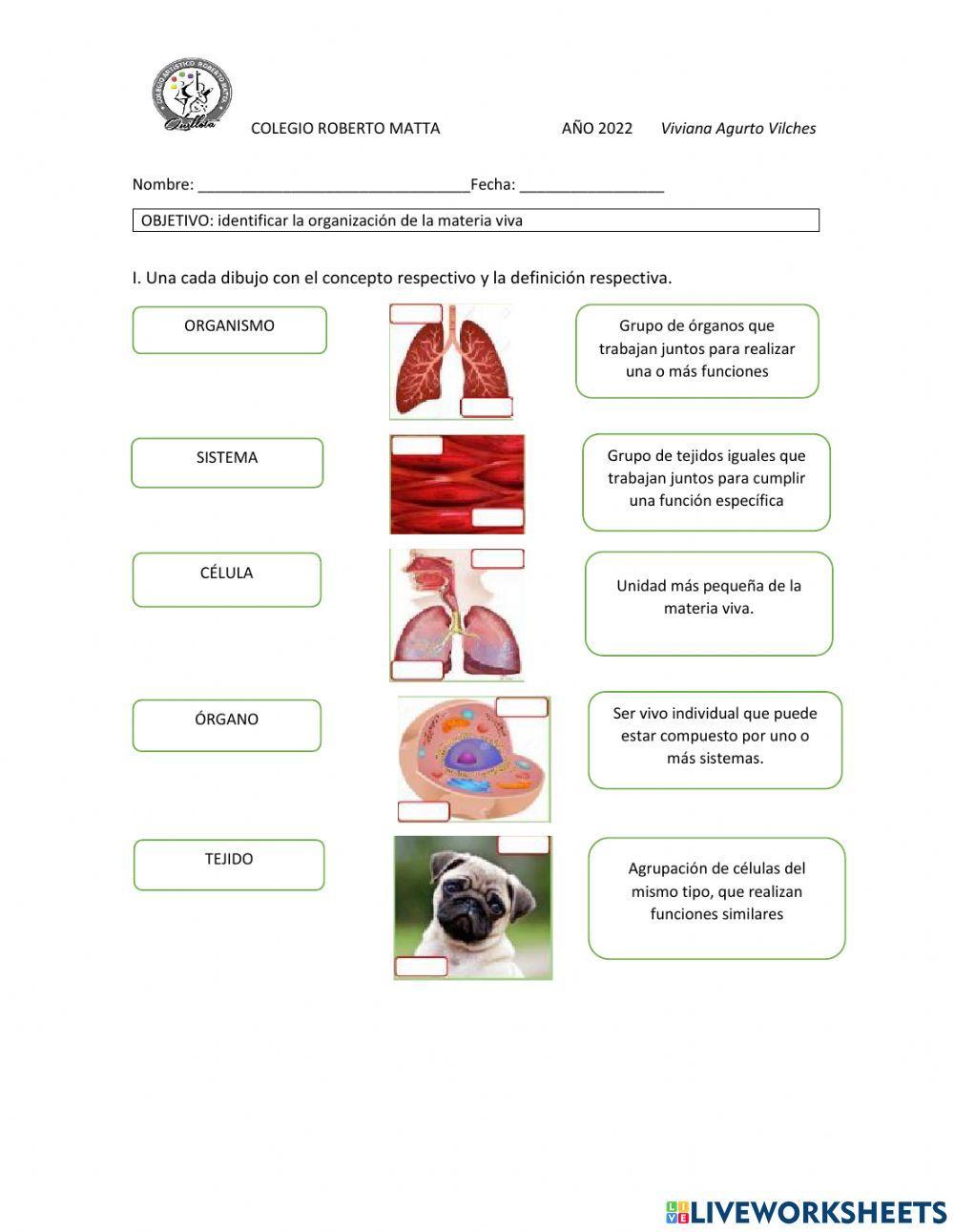 Clasificación de la materia viva