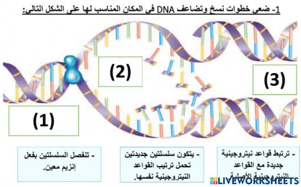نشاط نسخ Dna نشاط نسخ Dna