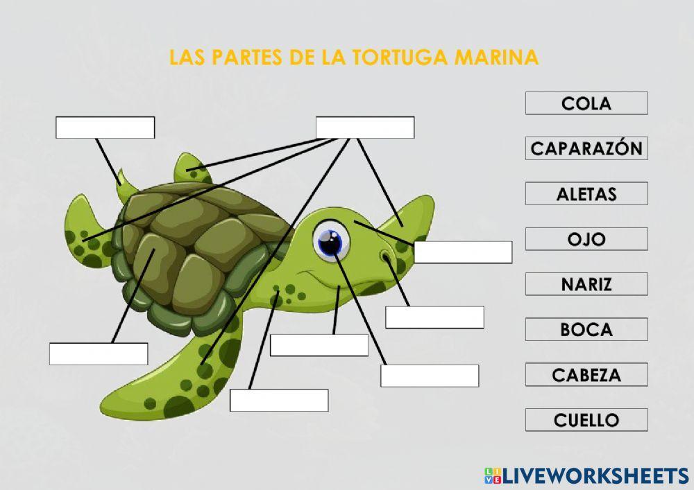 Las partes de la tortuga marina