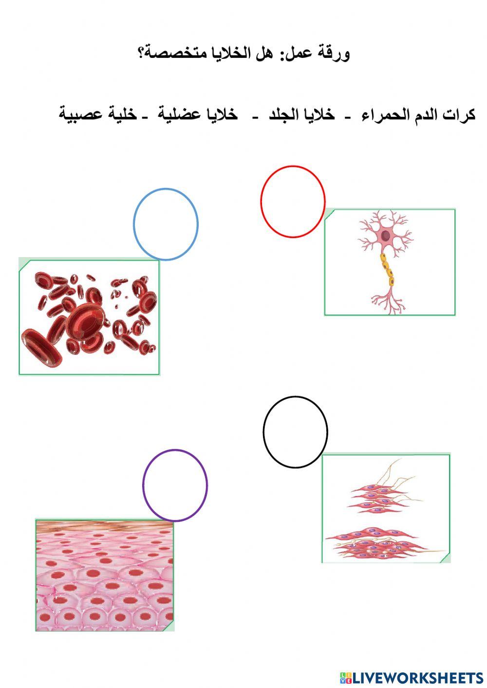 هل الخلايا متخصصة ؟