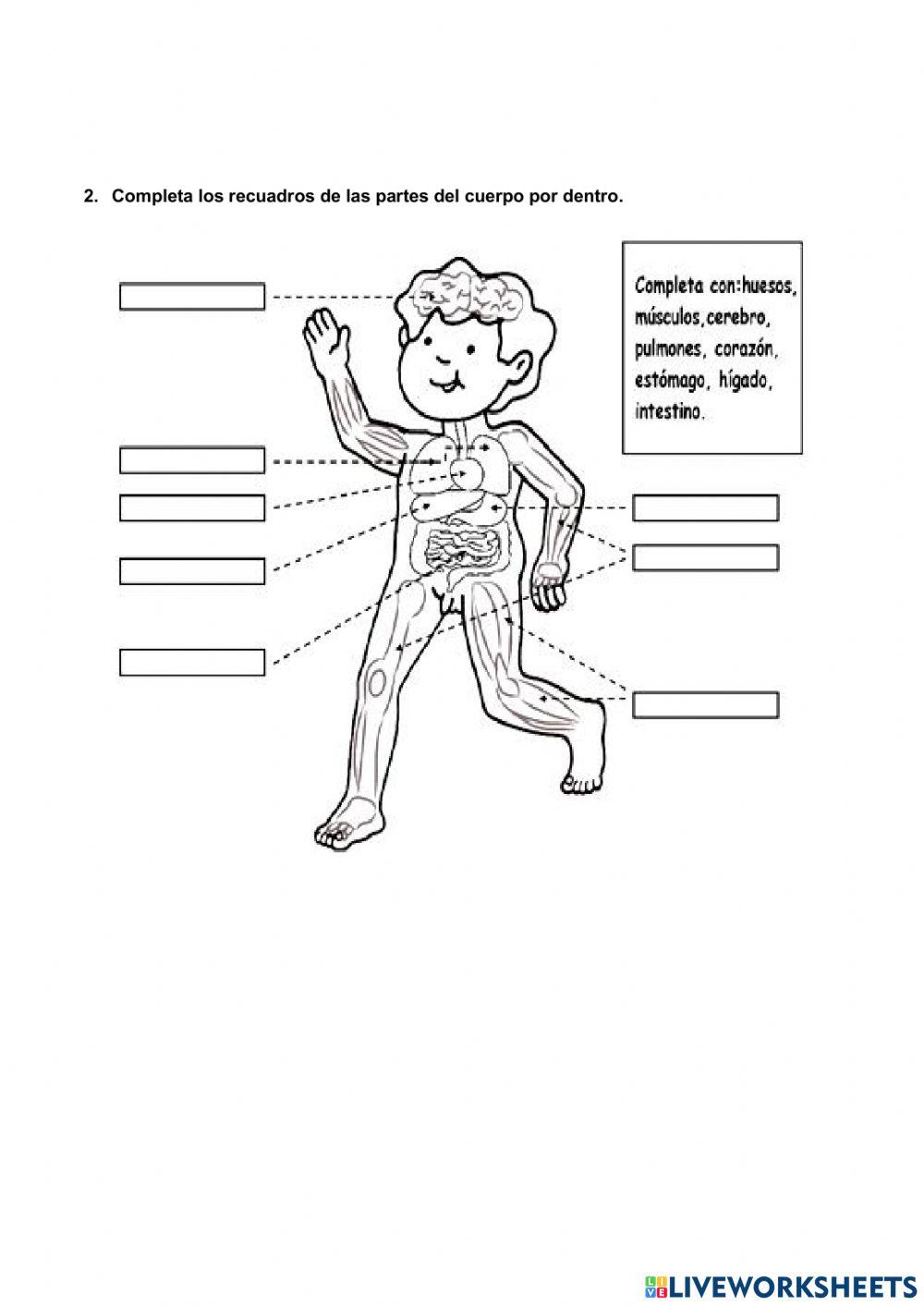 El cuerpo por Dentro y Fuera