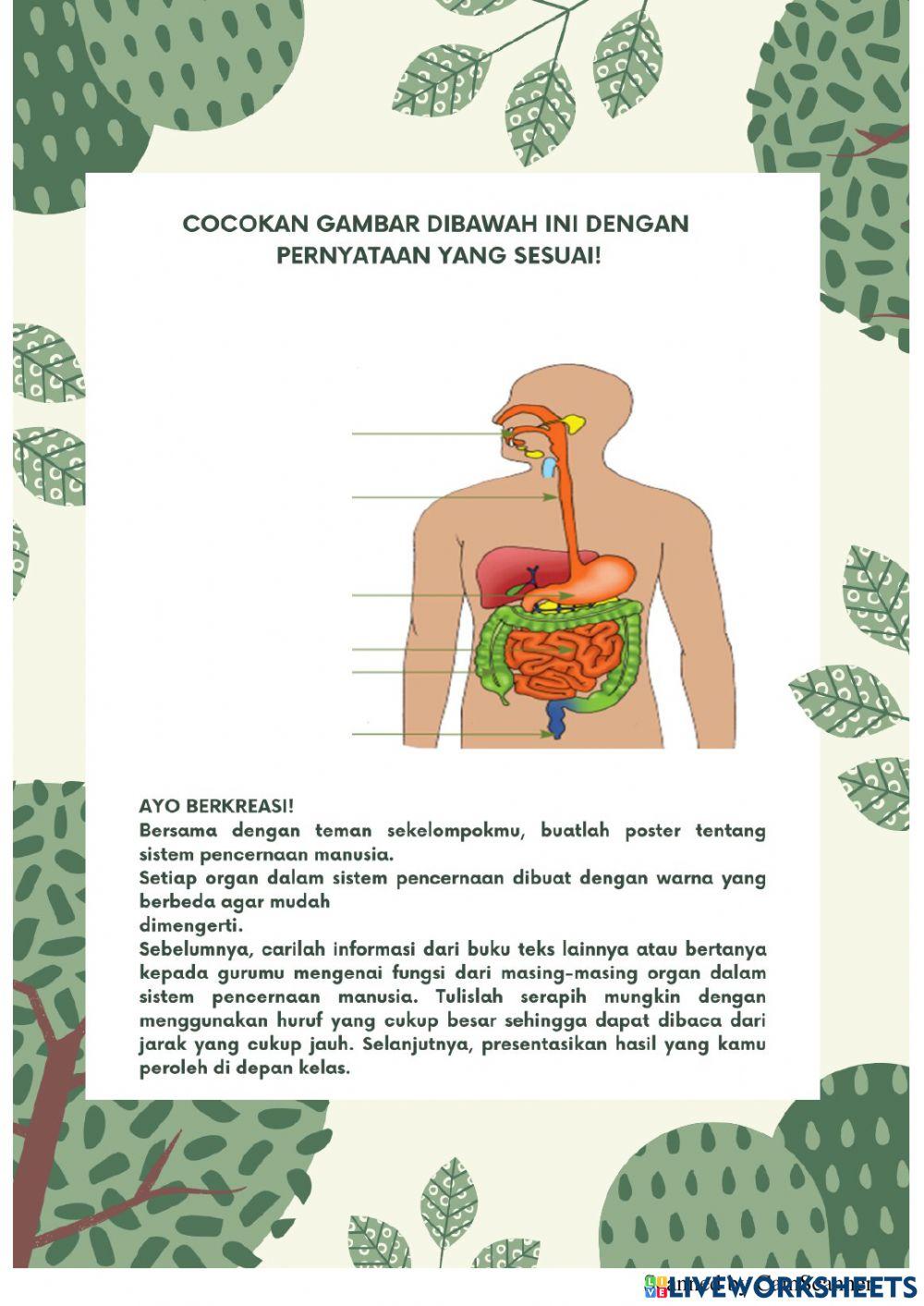 Organ Pencernaan Pada Manusia Kelas V