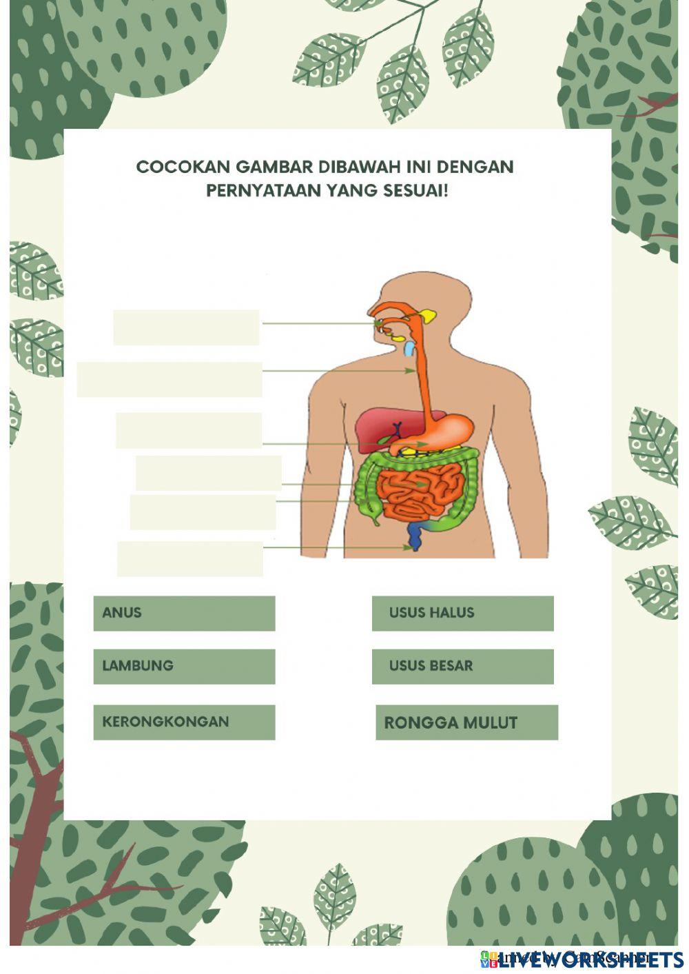 Organ pencernaan manusia
