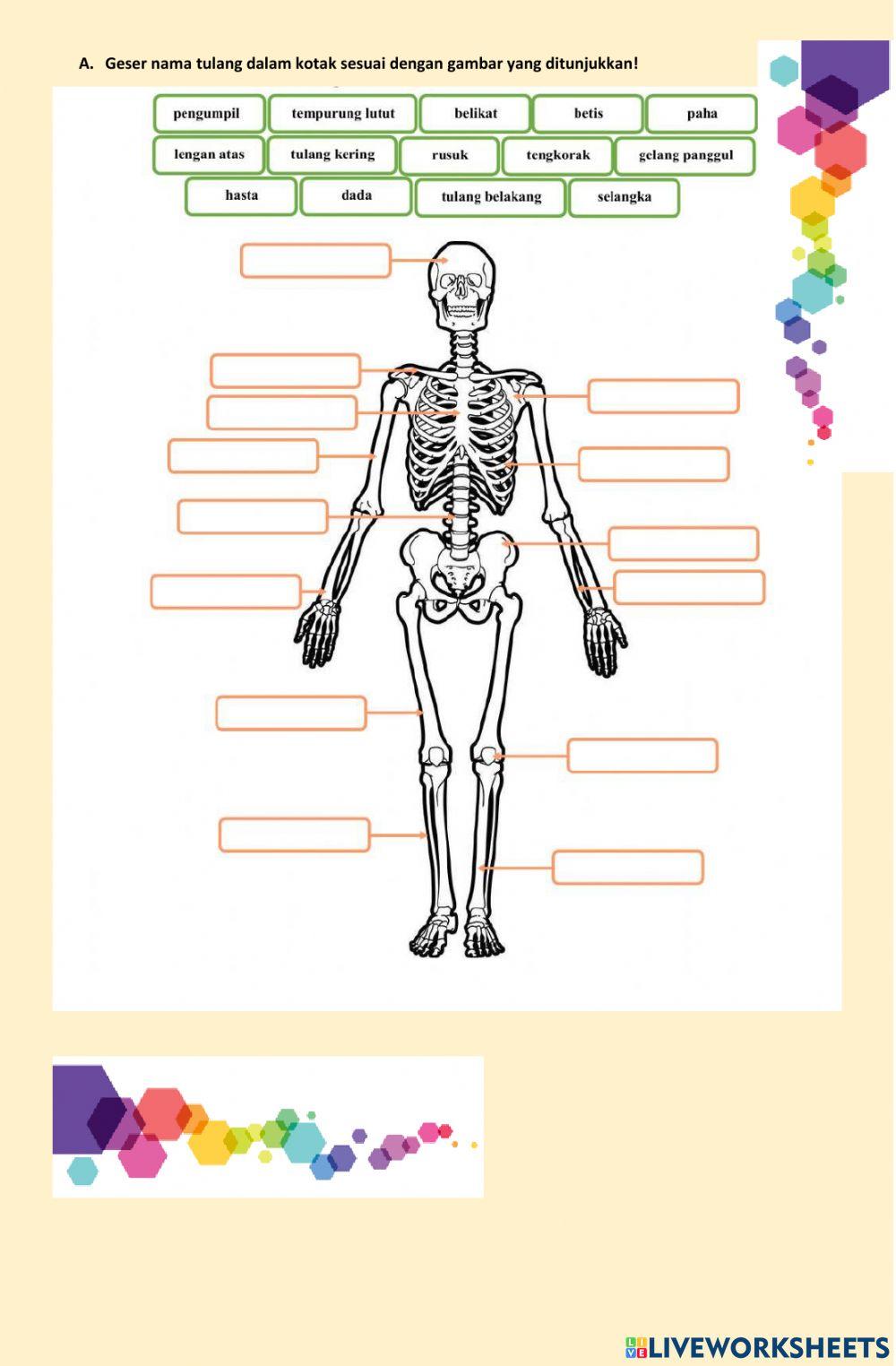 Lembar Kerja Peserta Didik Muatan IPA