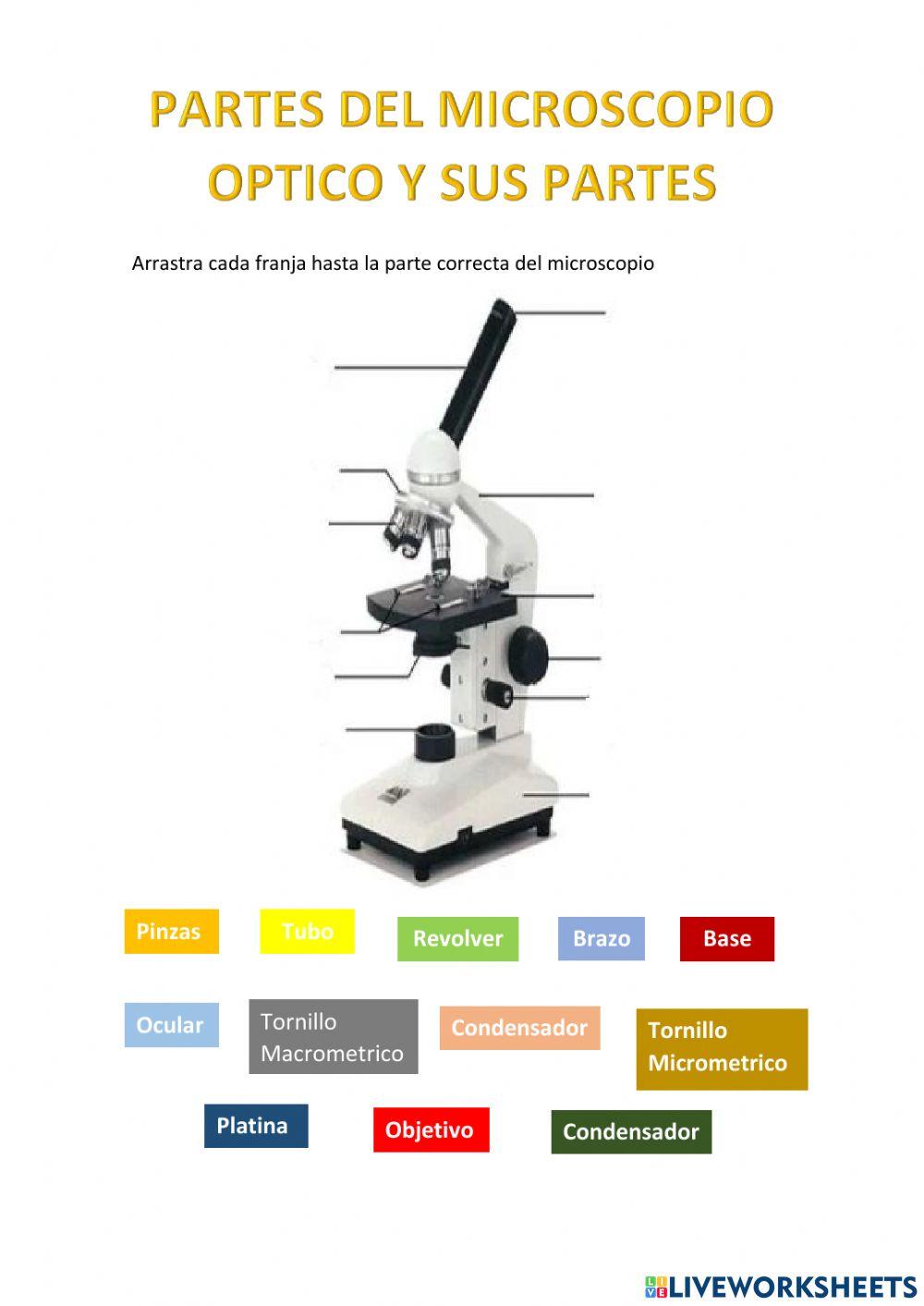 El microscopio y sus partes