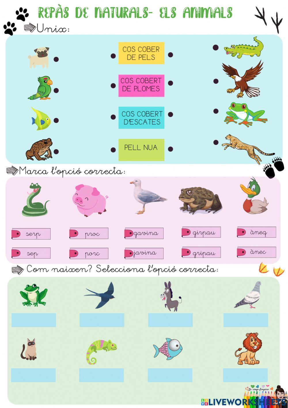 Repaso animales Repaso animales