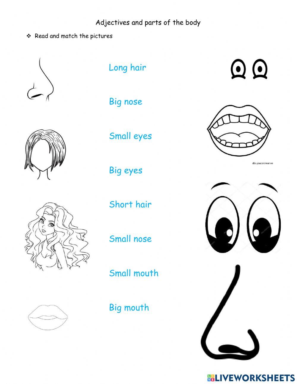 Parts of the body and adjectives