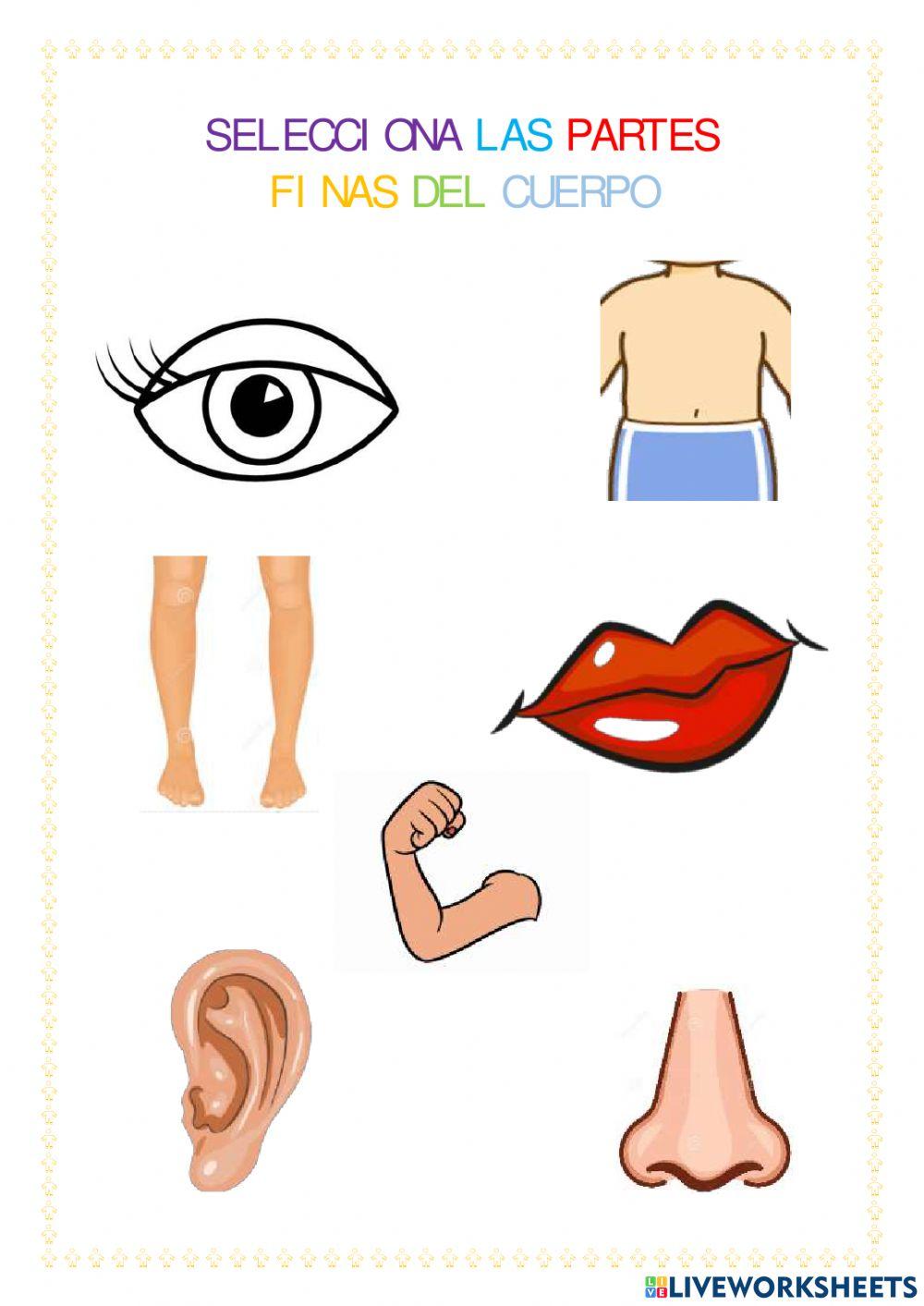 Partes finas de la cara