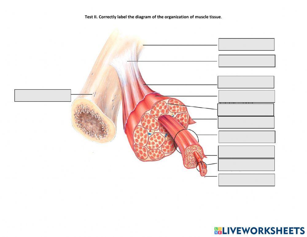 Types of Muscle Tissue - Organization of Muscle tissue or Myocytes