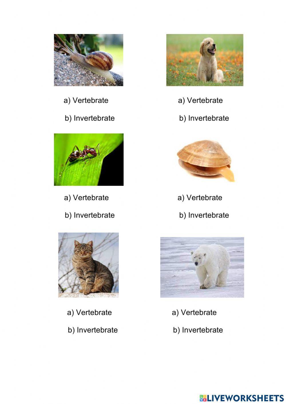 Vertebrates and invertebrates 1º