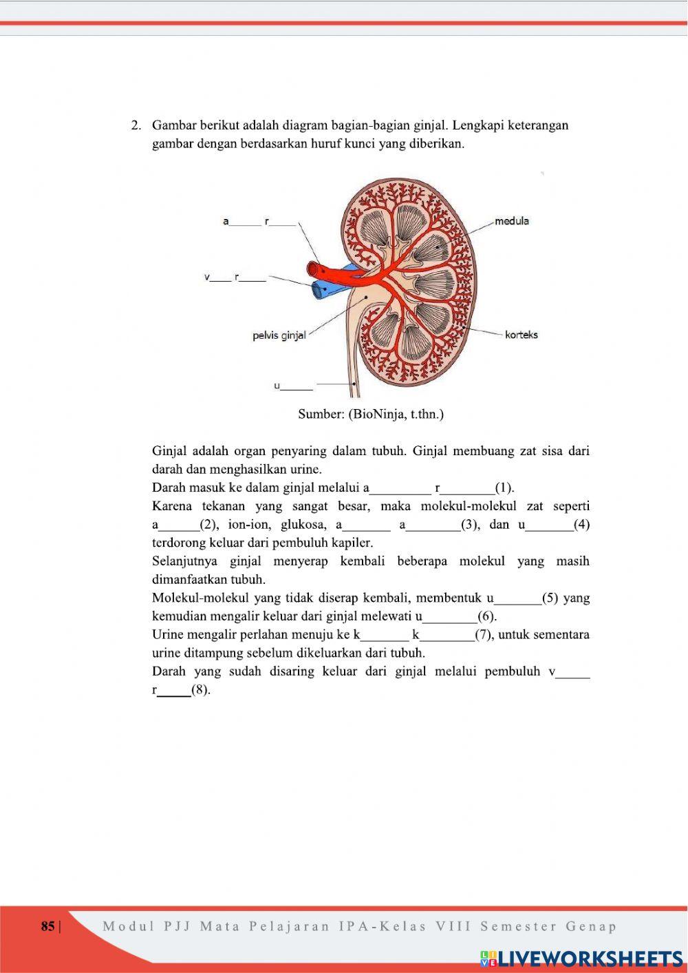 PEMBUANGAN SAMPAH TUBUH MANUSIA  part2