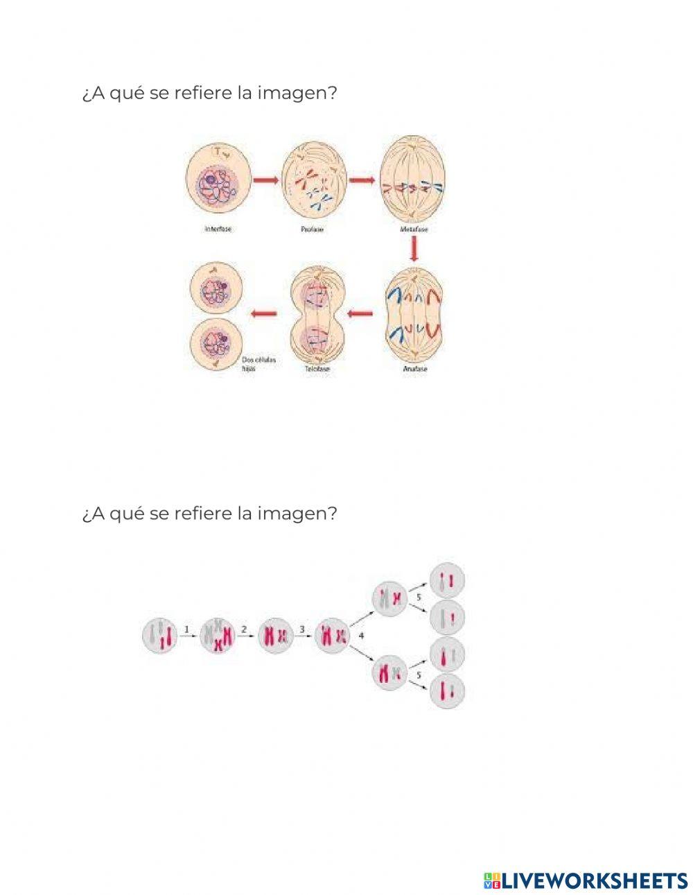 Organelos celulares-division celular