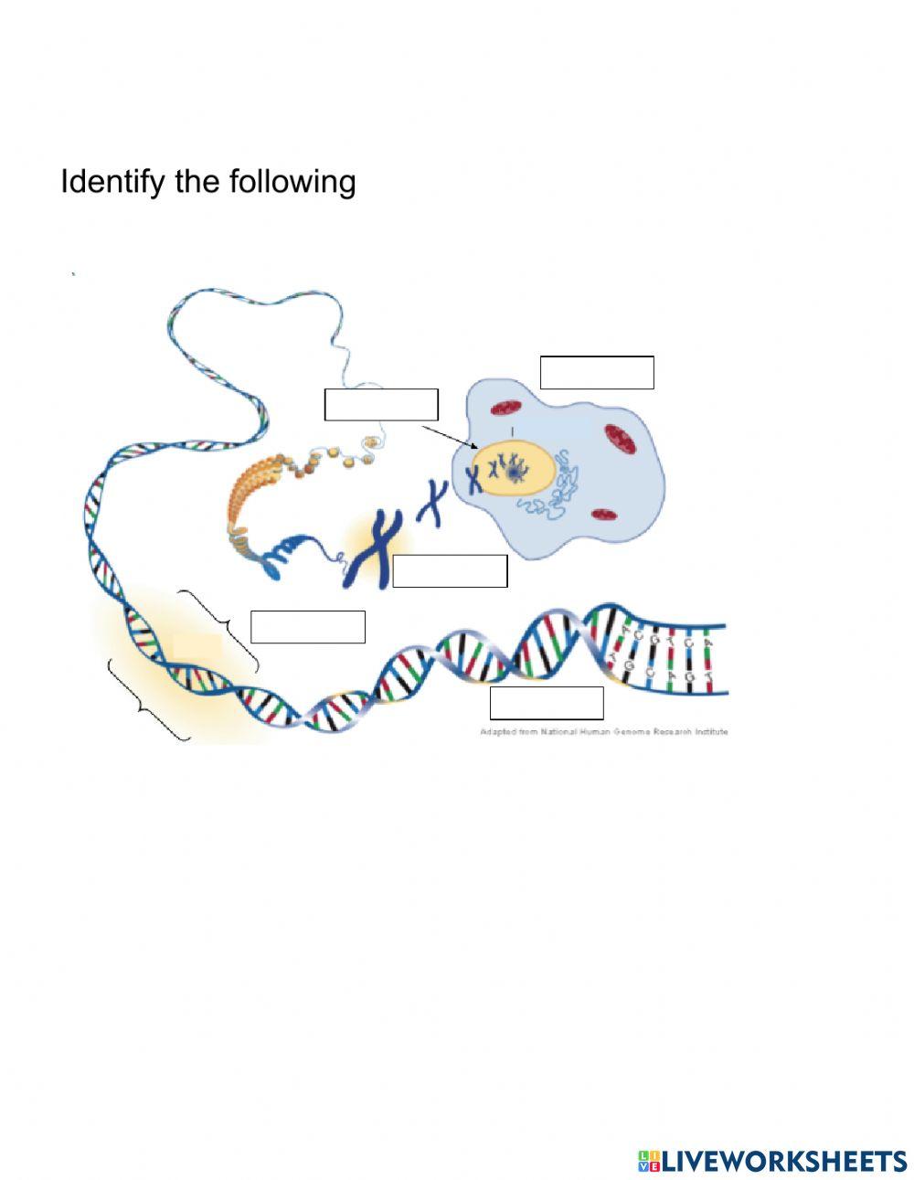 1988088 | Dna Sequence | Heidi Nock | LiveWorksheets