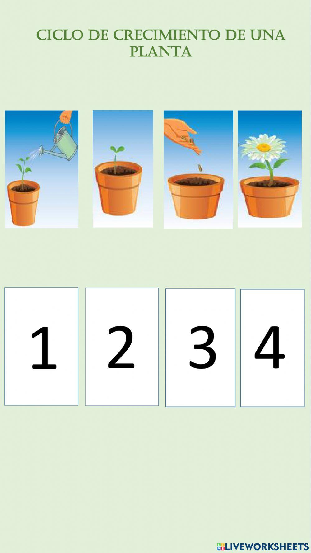 Ciclo del crecimiento de una planta