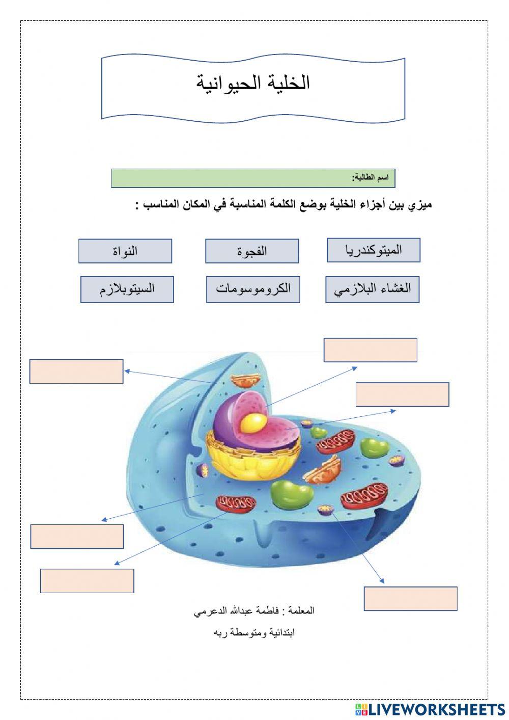 الخلية الحيوانية