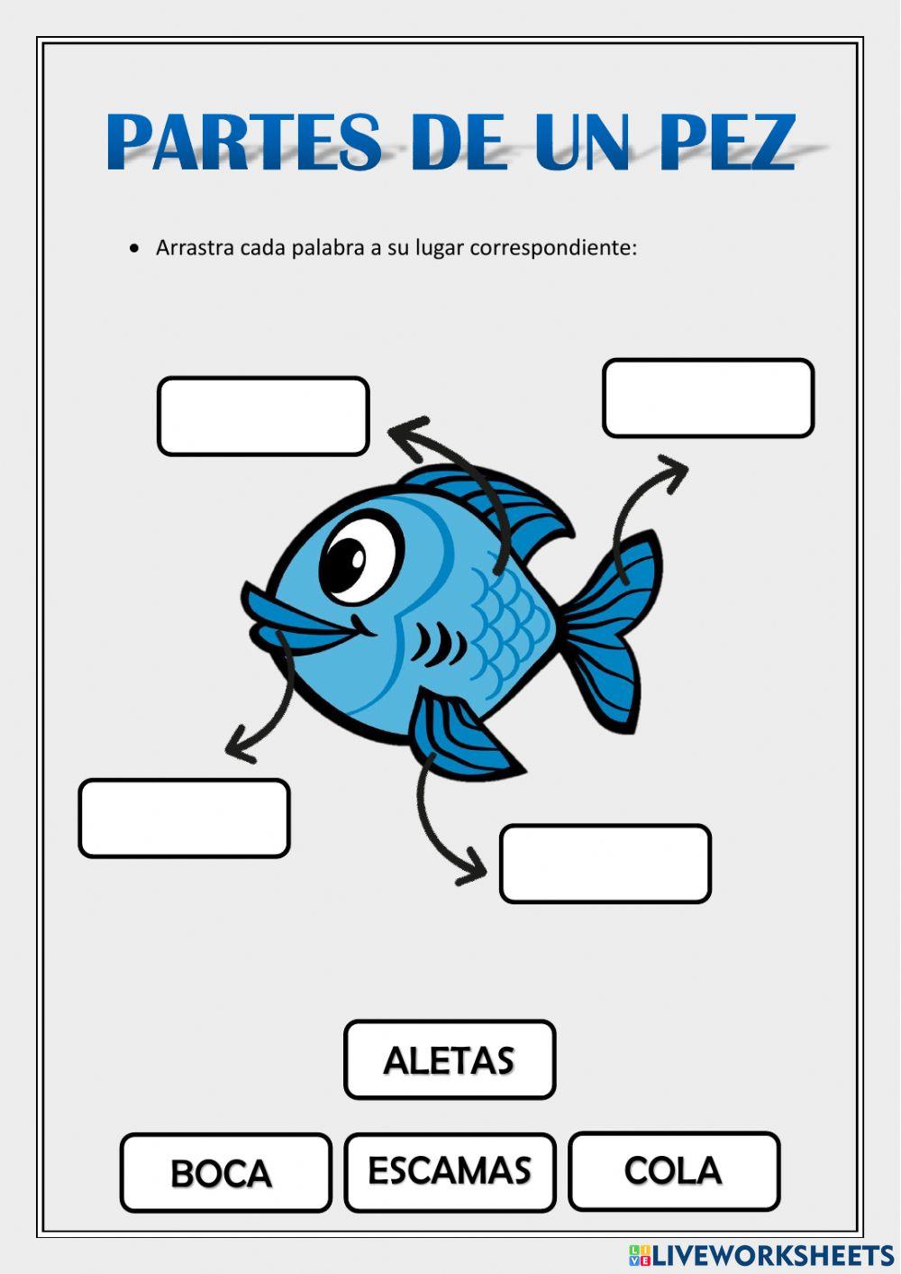 Partes de un pez