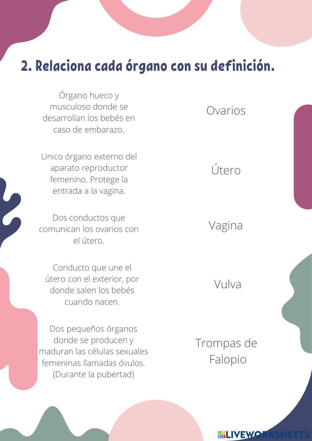 Los aparatos reproductores