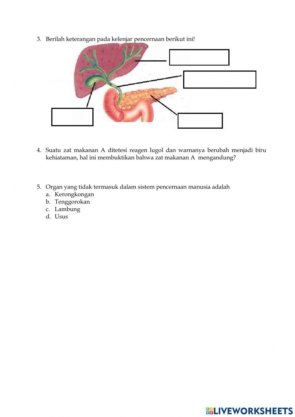 Soal Sistem Pencernaan pada Manusia