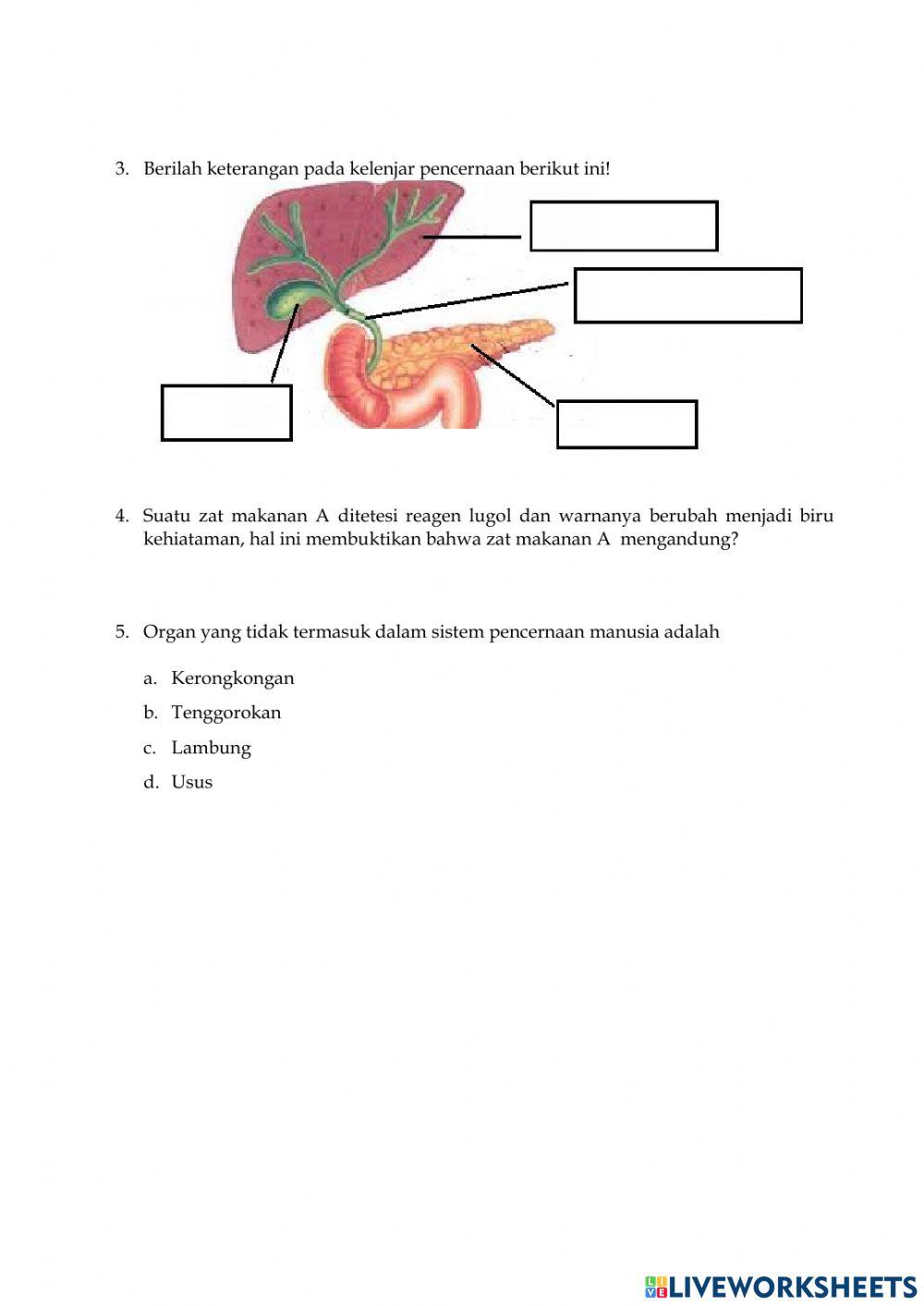 Soal Sistem Pencernaan pada Manusia