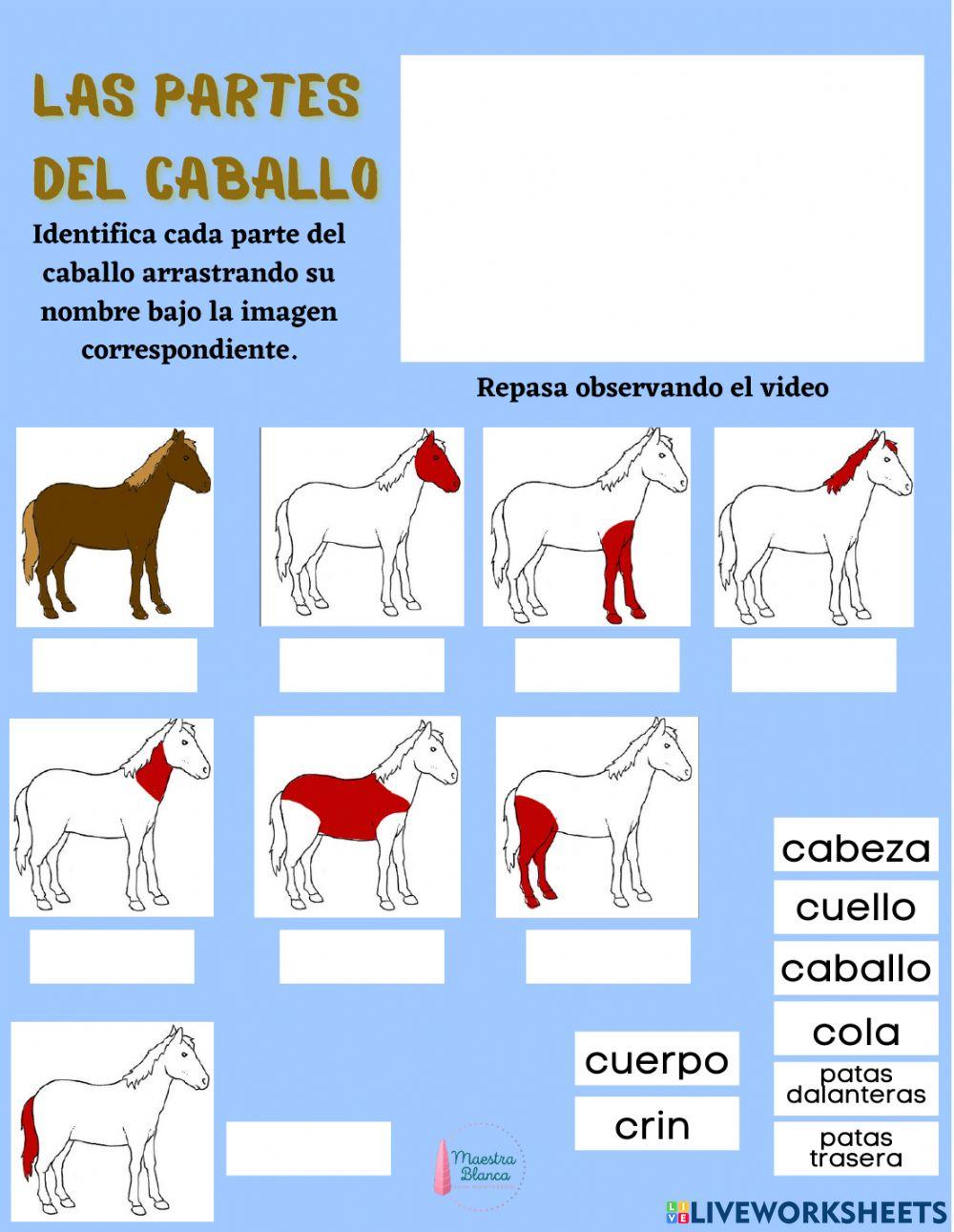 Partes del Caballo