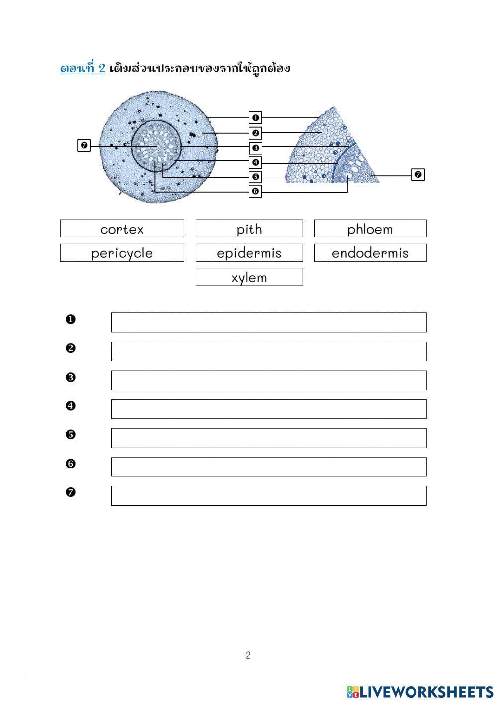 โครงสร้างของราก