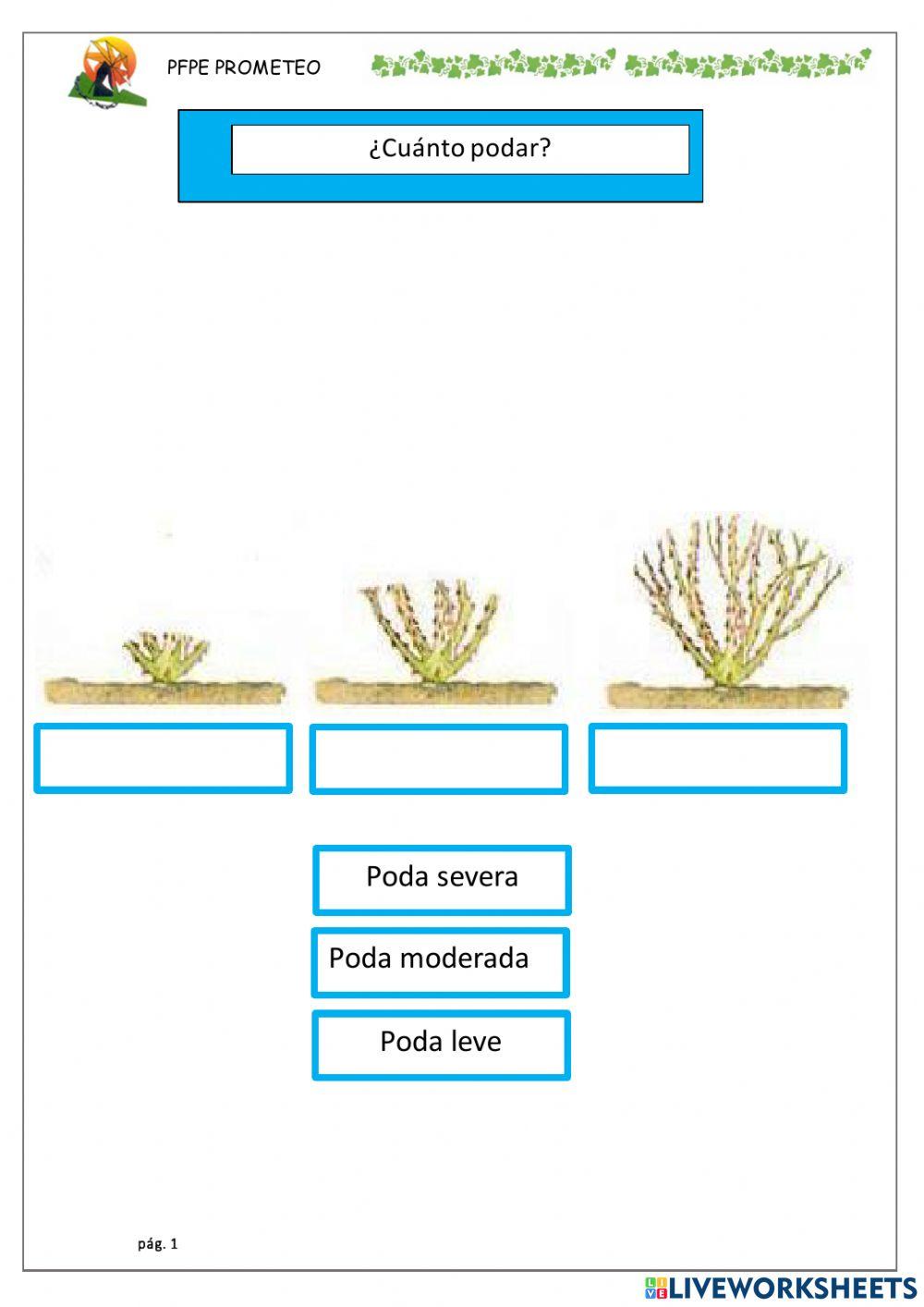 Poda moderada-leve-severa