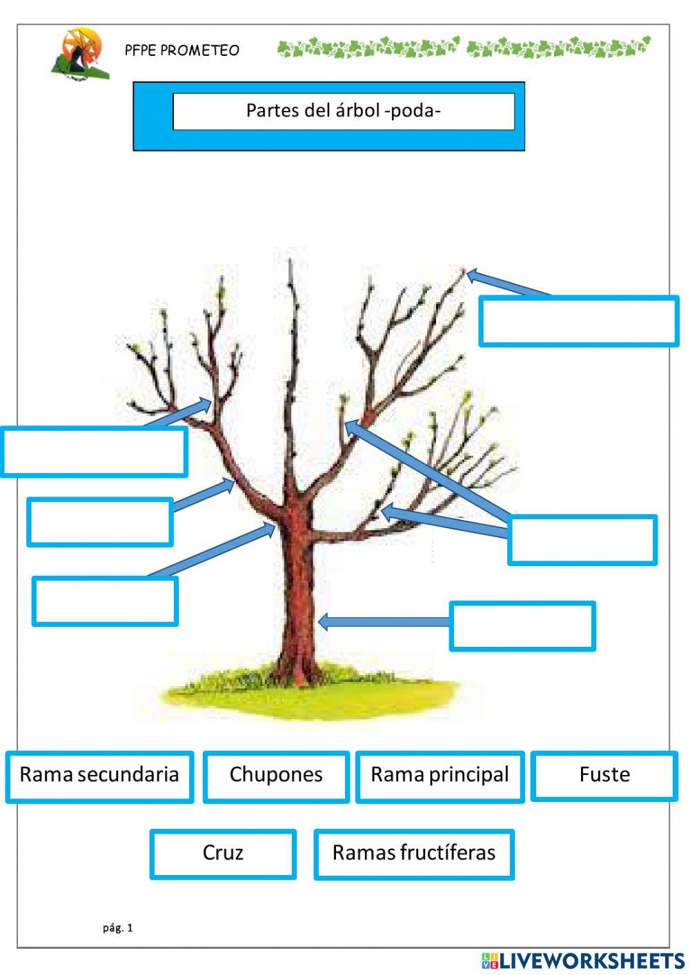 Partes de los arboles-Poda-