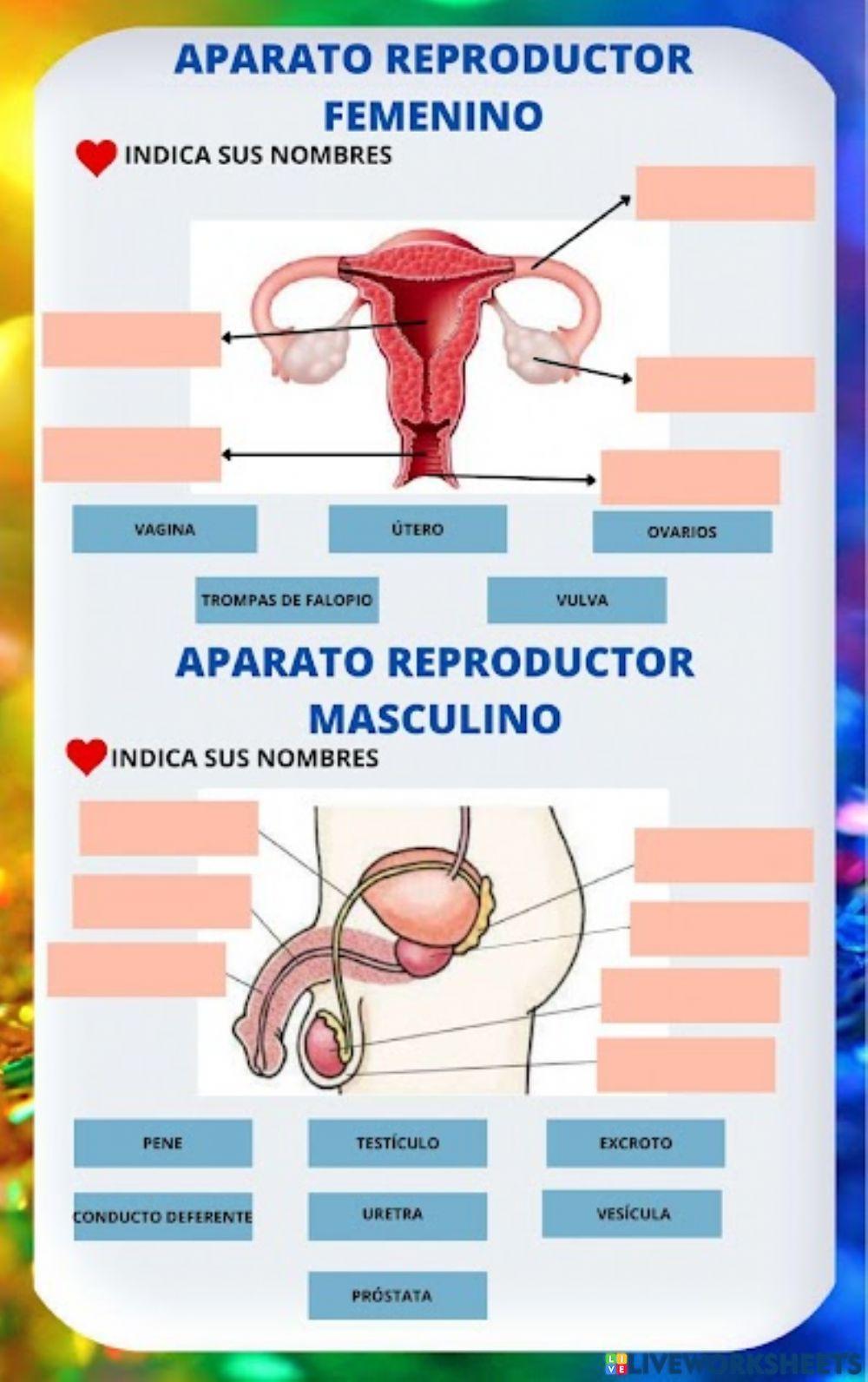 Aparato reproductor masculino y femenino