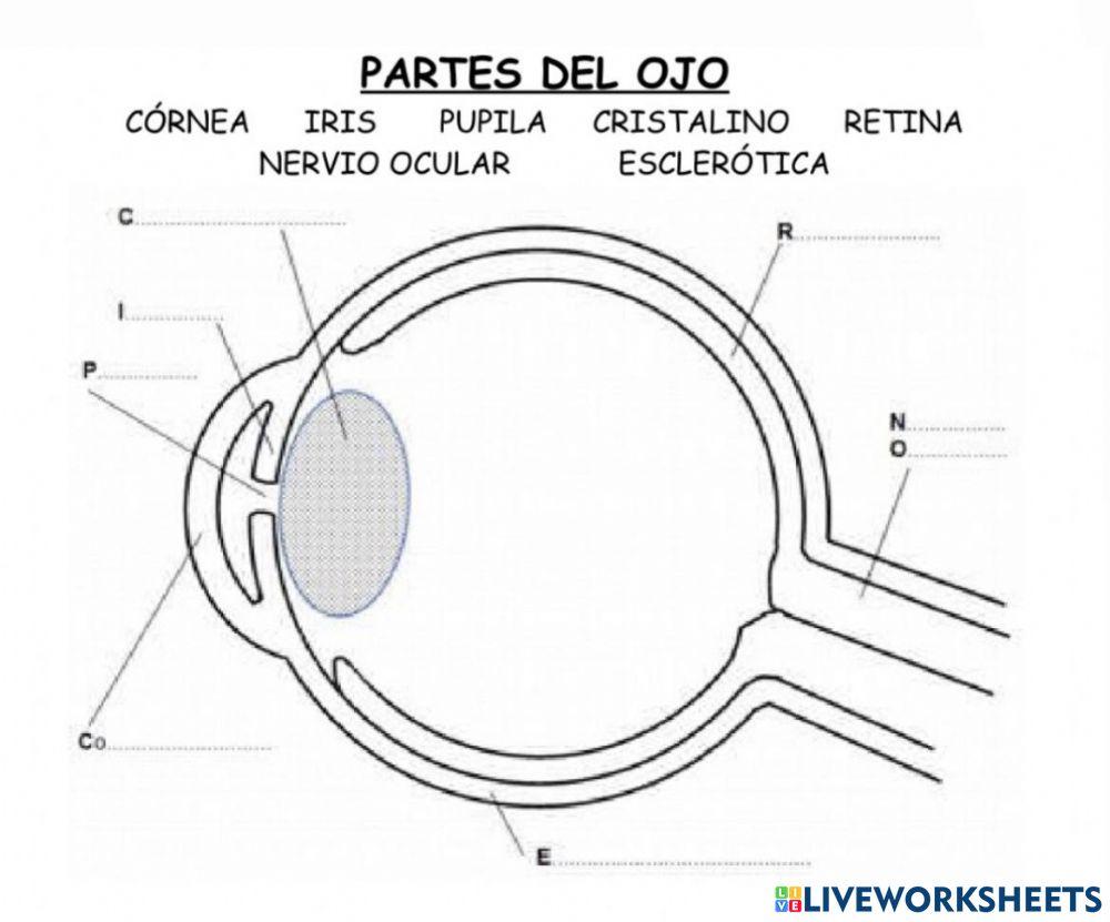 Partes del ojo