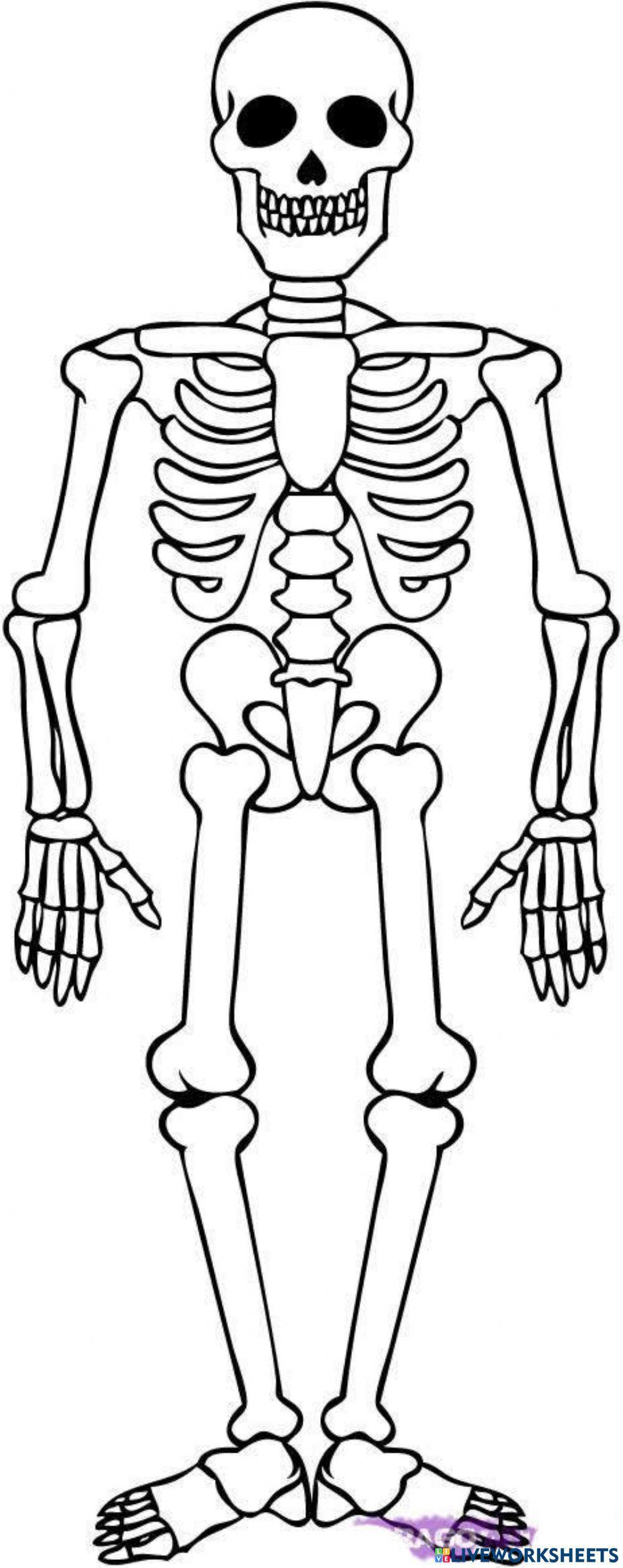 El Esqueleto Humano (6º Primaria)