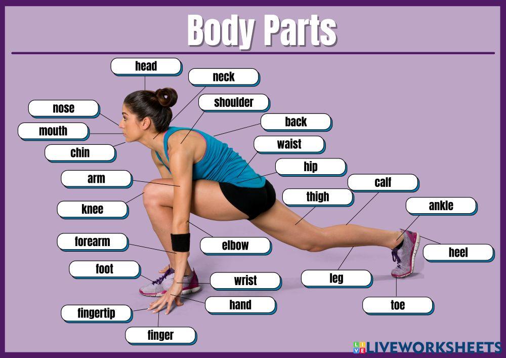 Body parts 1 listening