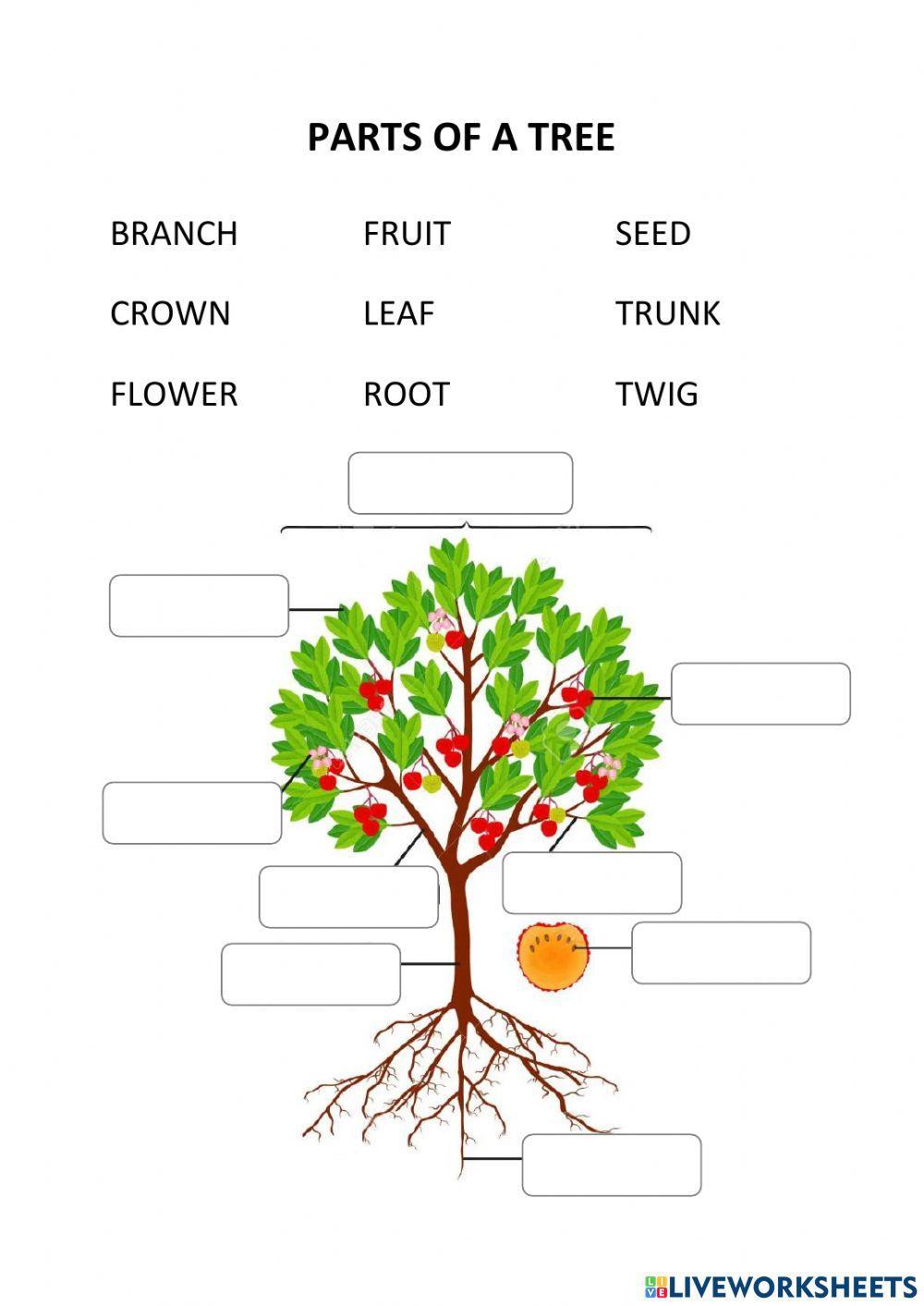 Parts of a tree Mateja Sukič Kuzma Live Worksheets