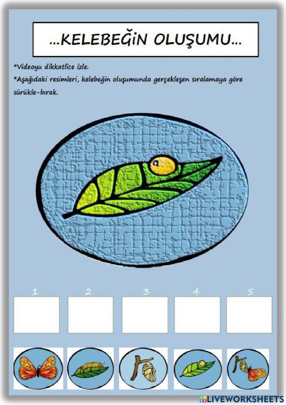 KELEBEĞİN OLUŞUMU KELEBEĞİN OLUŞUMU