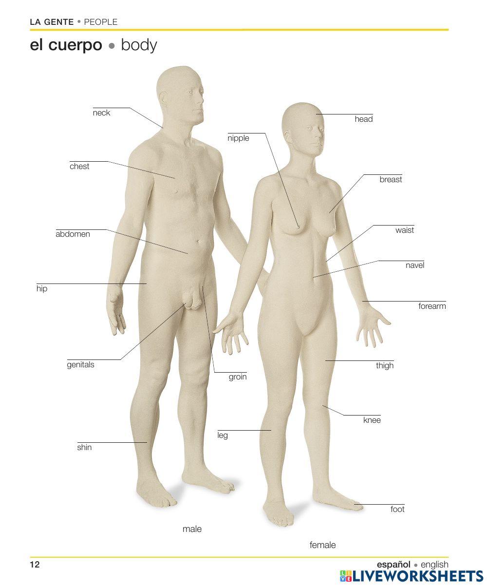 Spanish - body | Free Interactive Worksheets | 6872698, image size:1000x1203