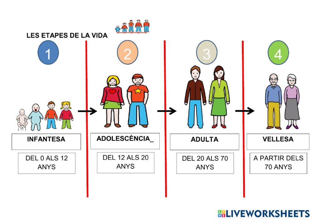 Etapes de la vida