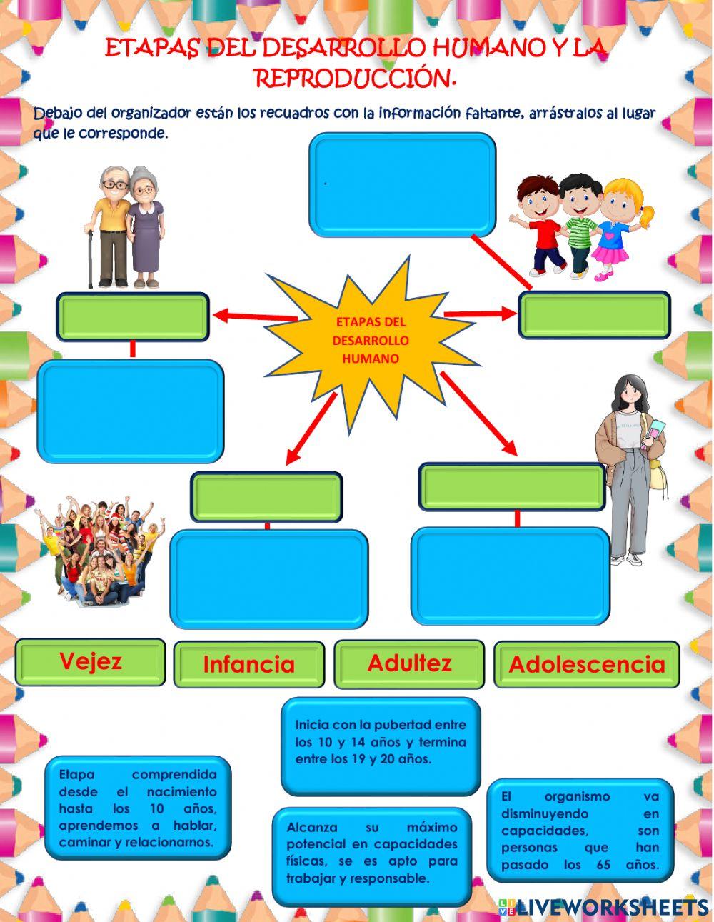 Etapas del desarrollo humano y la reproducción
