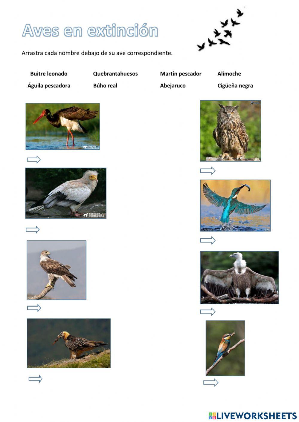 Aves en extinción